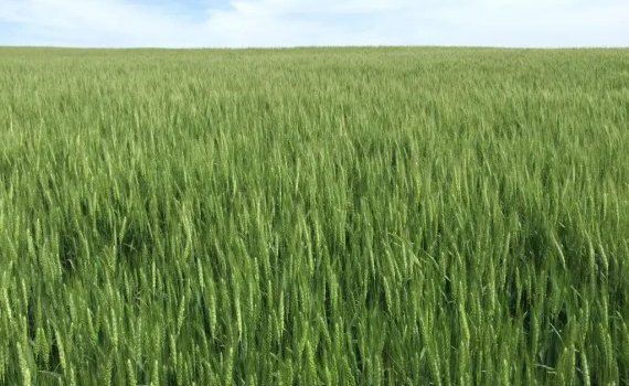 Состояние посевов озимой пшеницы в Америке - AgroExpert.md