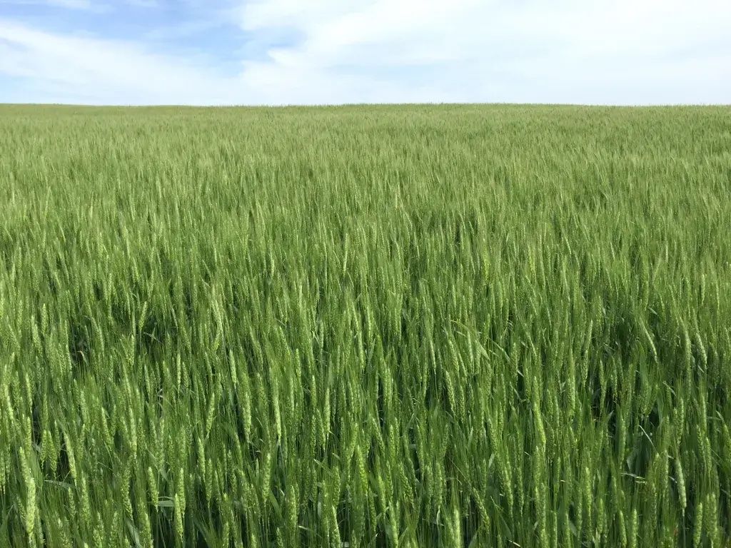 Состояние посевов озимой пшеницы в Америке - AgroExpert.md