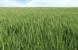 Состояние посевов озимой пшеницы в Америке - AgroExpert.md