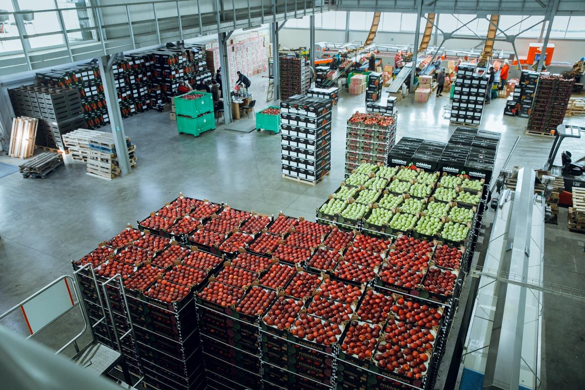 Экспорт яблок в Румынию - AgroExpert.md