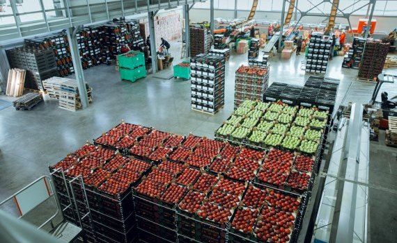 Экспорт яблок в Румынию - AgroExpert.md