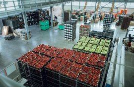 Экспорт яблок в Румынию - AgroExpert.md