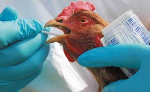 Птичий грипп - AgroExpert.md
