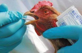 Птичий грипп - AgroExpert.md