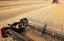 Урожай пшеницы в Китае - AgroExpert.md