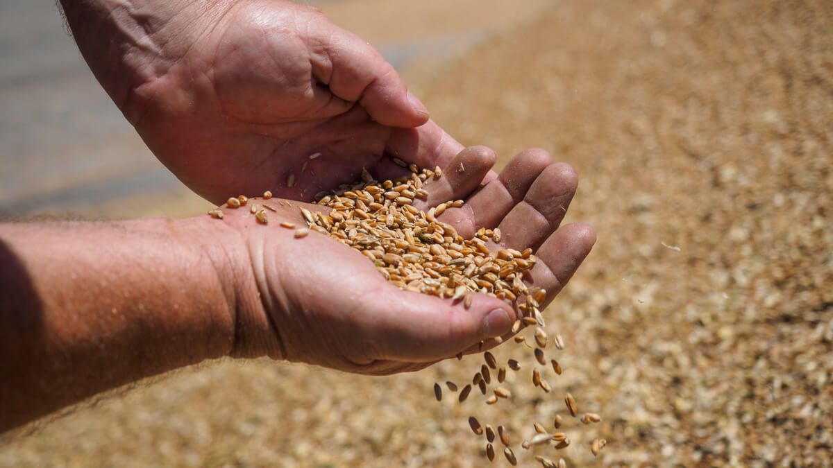 Дефицит пшеницы в мире - AgroExpert.md