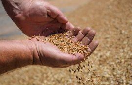 Дефицит пшеницы в мире - AgroExpert.md