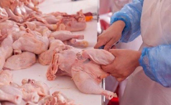 Producerea cărnii de pasăre în Moldova - AgroExpert.md