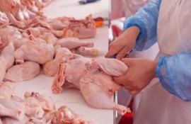 Producerea cărnii de pasăre în Moldova - AgroExpert.md