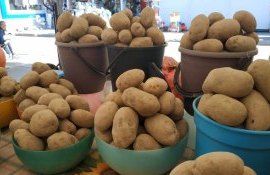 Цена на картофель в Украине - AgroExpert.md