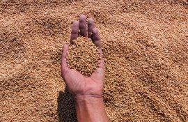 Майские фьючерсы на пшеницу - AgroExpert.md