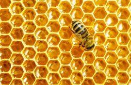 Congres ANARM - AgroExpert.md