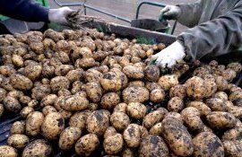 Выращивание картофеля в Молдове - AgroExpert.md