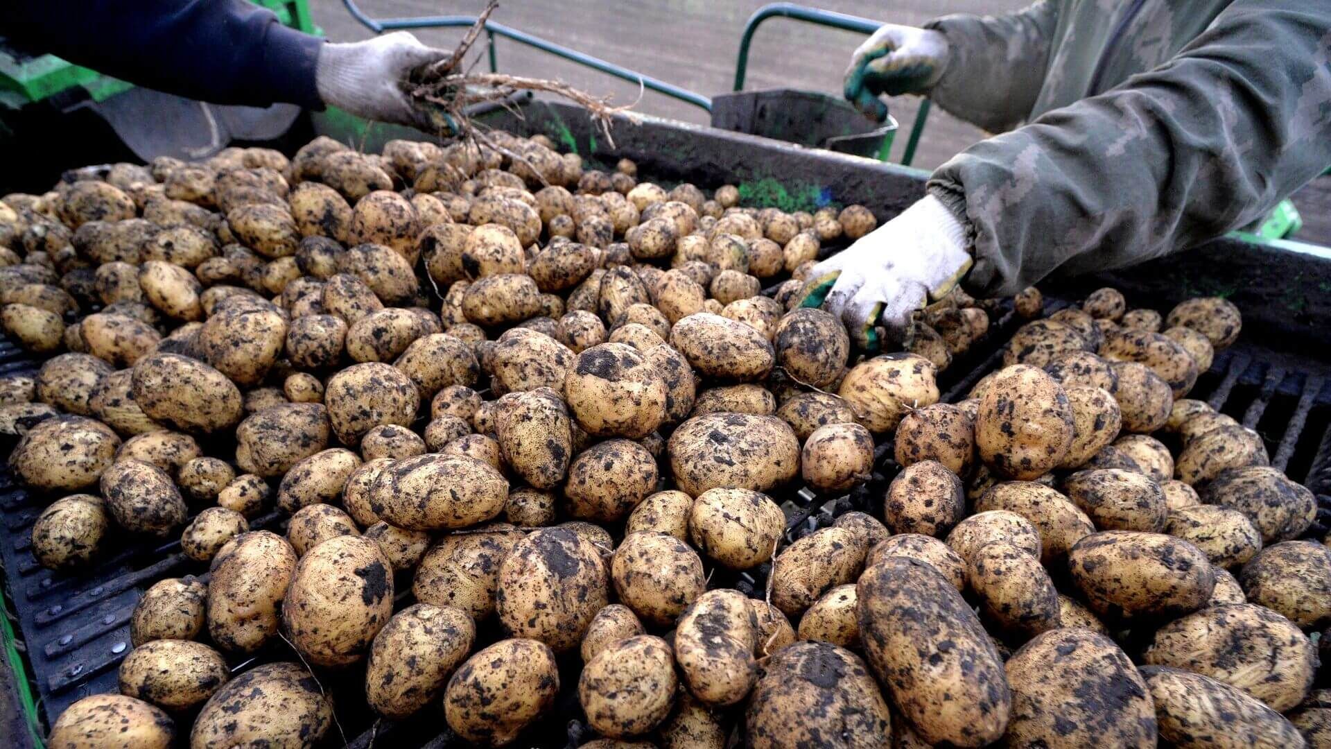 Выращивание картофеля в Молдове - AgroExpert.md