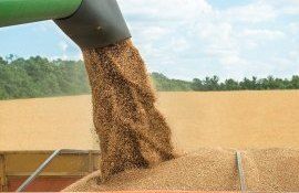 Прогноз урожая пшеницы в мире - AgroExpert.md