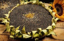 Цена на подсолнечник в России - AgroExpert.md