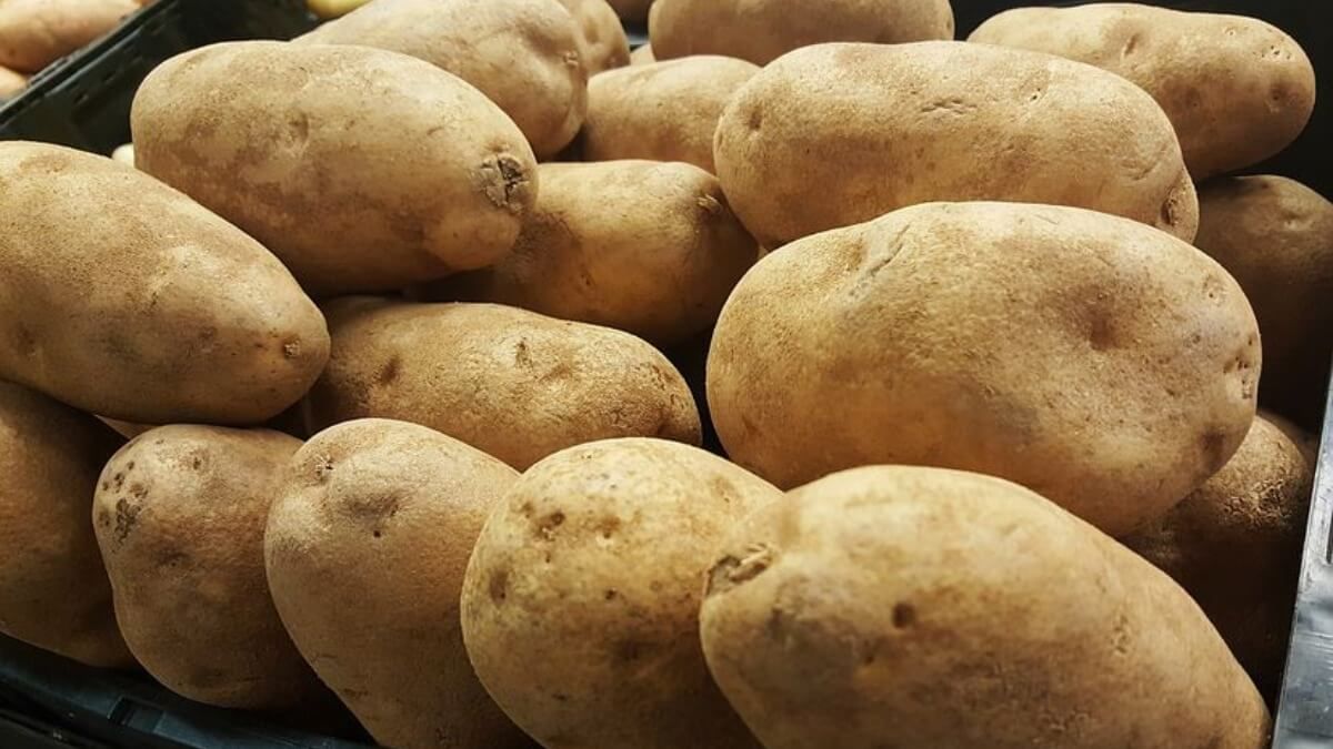 Семенной картофель из Франции - AgroExpert.md