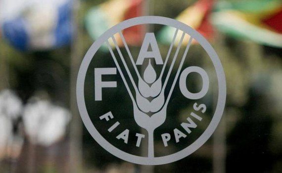 Granturi FAO in Moldova - AgroExpert.md