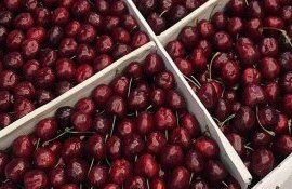Экспорт черешни в Китай - AgroExpert.md