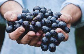 Cresterea strugurilor de masa in Moldova - AgroExpert.md