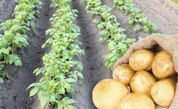 Площади под картофель в Украине - AgroExpert.md