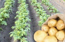 Площади под картофель в Украине - AgroExpert.md