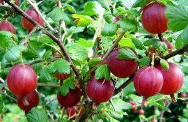 Уход за крыжовником - AgroExpert.md