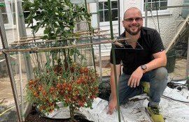 Рекордный томат - AgroExpert.md