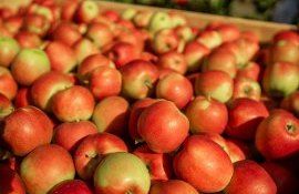 Proteste a pomicultorilor din Moldova - AgroExpert.md