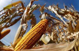 Export porumb in Europa - AgroExpert.md