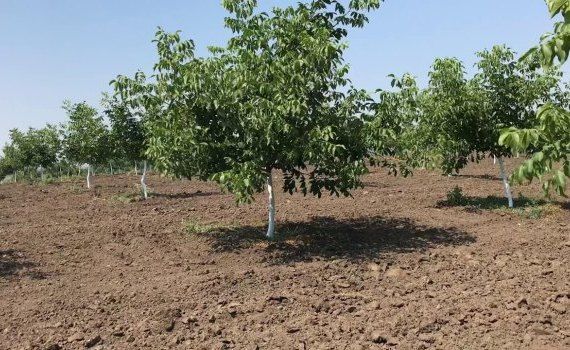 Выращивание грецкого ореха - AgroExpert.md