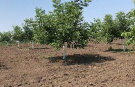Выращивание грецкого ореха - AgroExpert.md