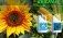 Ukravit - AgroExpert.md