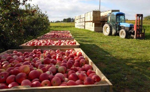 Экспорт яблок из Молдовы - AgroExpert.md