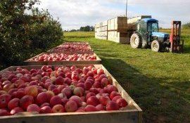 Экспорт яблок из Молдовы - AgroExpert.md