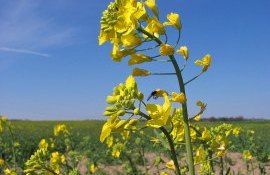 Посевные площади рапса во Франции - AgroExpert.md