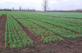 Soiuri de griu moldovenesti - AgroExpert.md