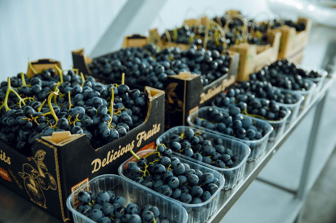 Экспорт винограда из Молдовы - AgroExpert.md