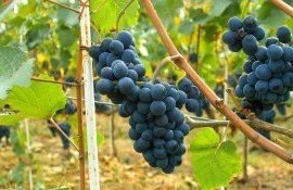 Agricultura Moldovei - AgroExpert.md