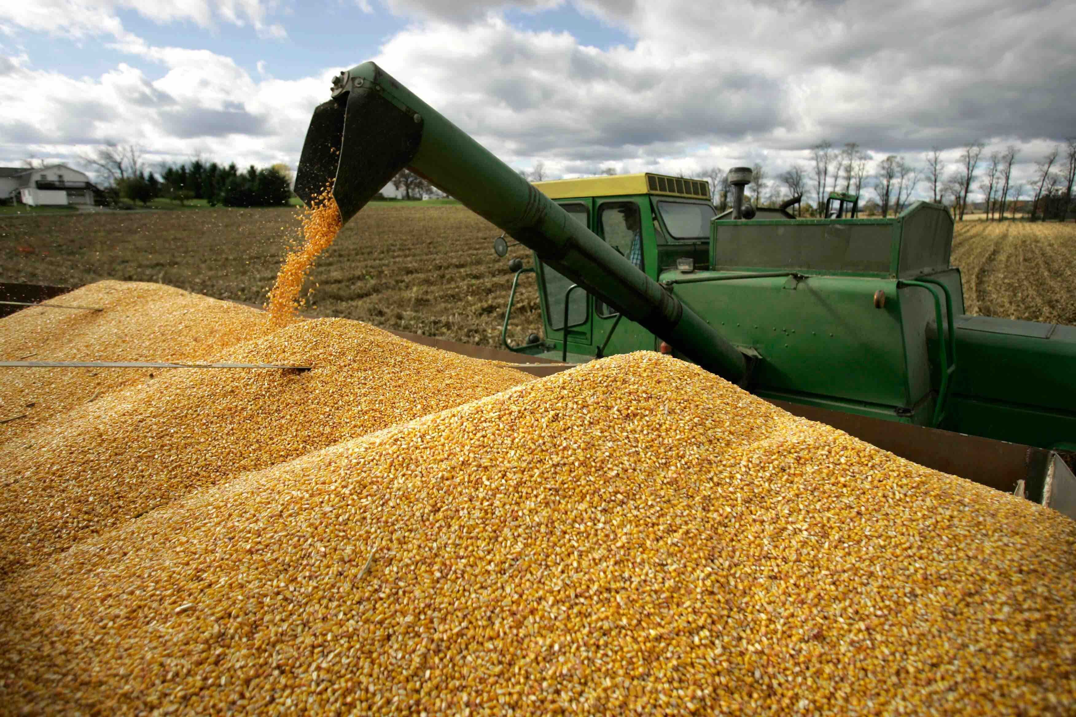 Цена на кукурузу и пшеницу - AgroExpert.md