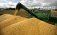 Цена на кукурузу и пшеницу - AgroExpert.md