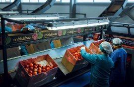 Mere din Moldova pentru export - AgroExpert.md