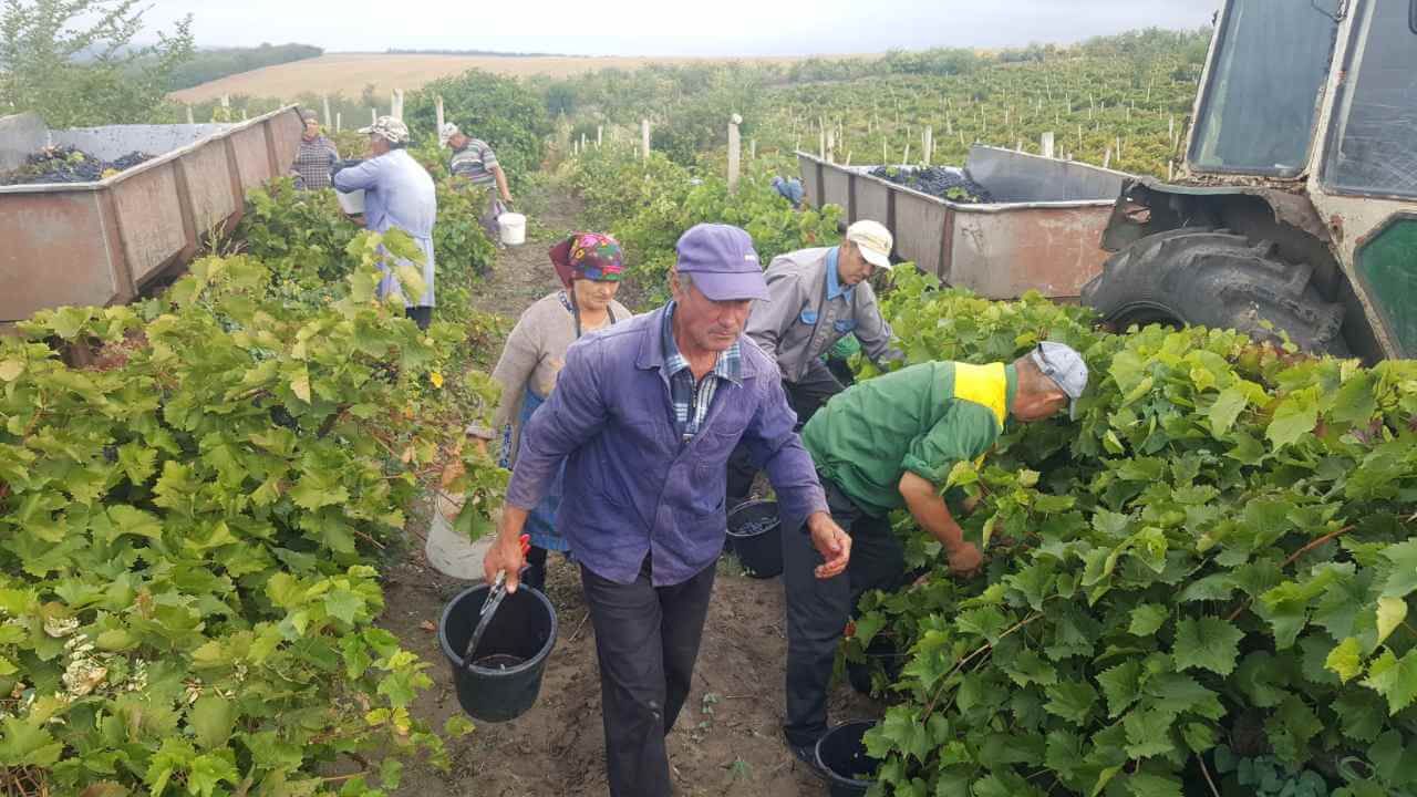Экспорт винограда из Гагаузии - AgroExpert.md