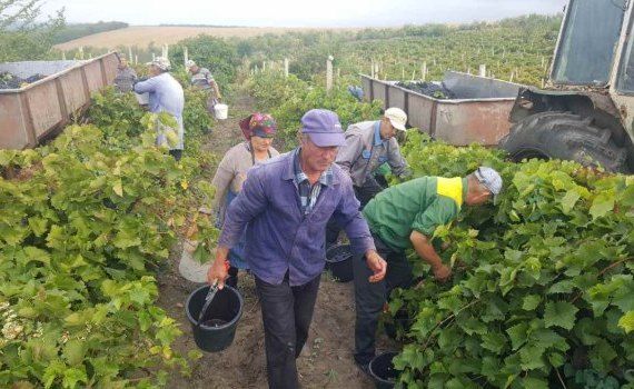 Экспорт винограда из Гагаузии - AgroExpert.md