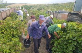Экспорт винограда из Гагаузии - AgroExpert.md