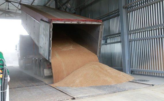 Пшеница из госрезерва Молдовы - AgroExpert.md