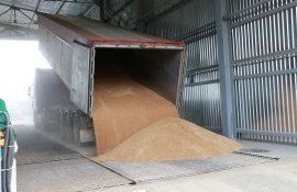 Пшеница из госрезерва Молдовы - AgroExpert.md