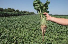 Сахарная свекла в Молдове - AgroExpert.md