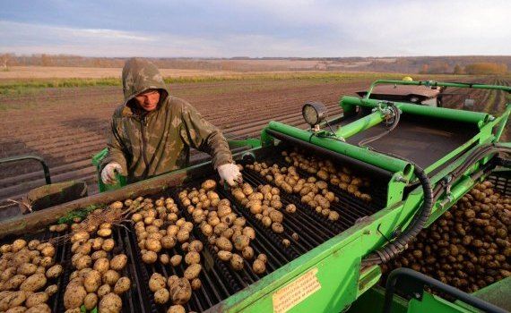Ранний картофель в Молдове - AgroExpert.md