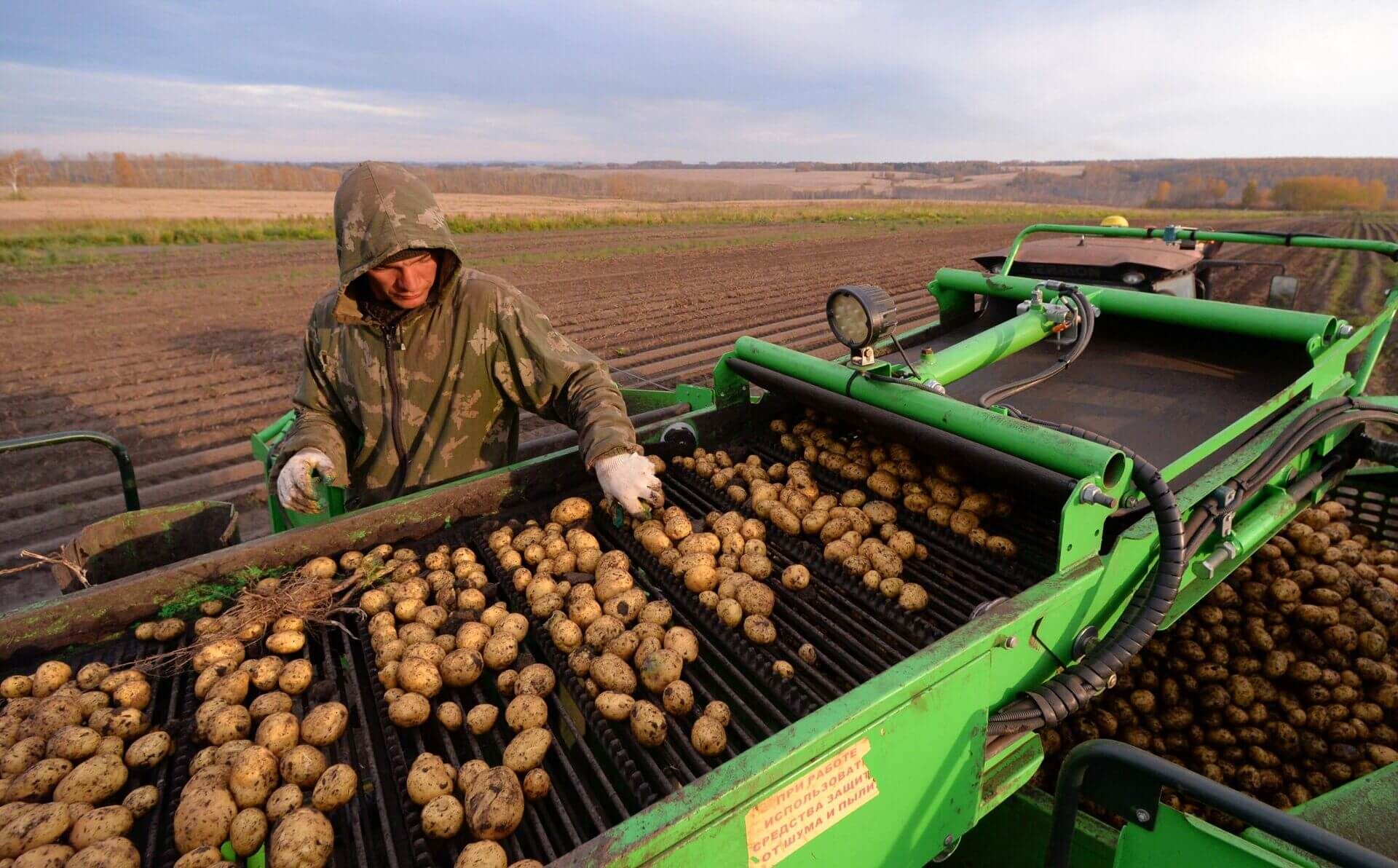 Ранний картофель в Молдове - AgroExpert.md